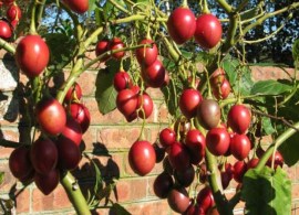 tamarillo-drvo-paradajz-solanum-betaceum-sadnica-_slika_o_52513817