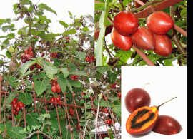 tamarillo-tsifomandra-cyphomandra-tomarillo