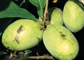 taylor-pawpaw