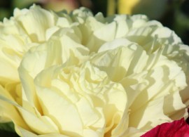 thumb_13408_600_600_crop