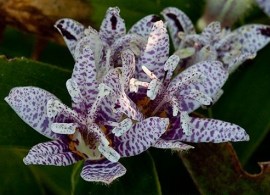 toad_lily_variegated_tricyrtis_hirta_variegata_2664