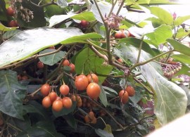 tomate-de-arbol-tamarillo-cyphomandra-betacea-tomatillo-187011-mla20456224415_102015-f
