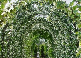 trachelospermum-jasminoides-arch-single-view