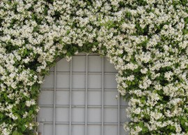 trachelospermum_jasminoides