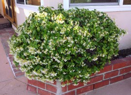 trachelospermumjasminoides3