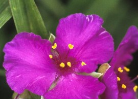 tradescantia-karminglut