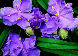 tradescantia_caerulea_plena_x