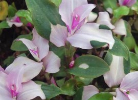 trbb_0_tradescantia_blushing_bride_getg.1510971456
