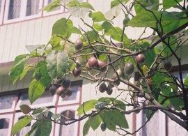 treetomato