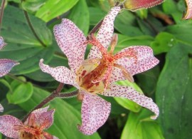 tricyrtis-formosana-var-grandiflora-w-ho-ping-toad