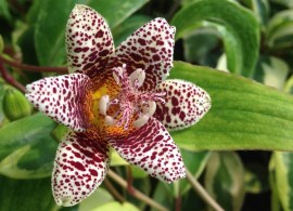tricyrtis-kohaku