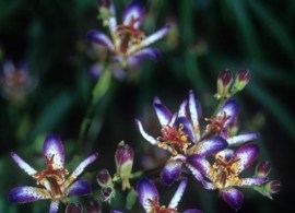 tricyrtis-lasiocarpa.i-1050.s-17652.r-1_55042ffd-f74a-44d1-8617-bd2268c828c8_1024x1024