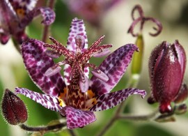 tricyrtis_formosana_db