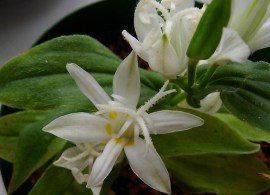 tricyrtis_hirta_alba_mk0