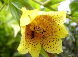 tricyrtis_macrantha4el