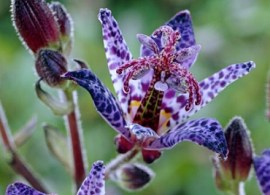 tricyrtisbluewonder1