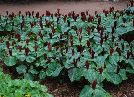 trillium-sessile-1