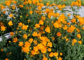 trollius_chinensis_golden_queen1