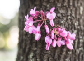 tsvetok-cercis-na-khobote-91422934