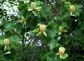 tulpanvoe-derevo-edward-gursztyn-liriodendron-tulipifera-edward-gursztyn-tyulpanovoe-derevo-edvard-garstin-liriodendron-tyulpanovyj-edvard-garstin1
