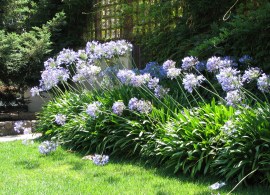 ucb_agapanthus_habit