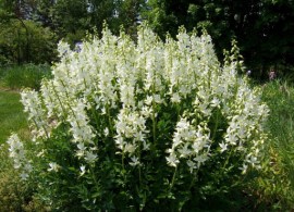 unnamed25