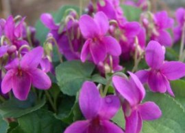 viola-odorata-melanie-300x300