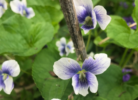 viola-sororia-f.-priceana