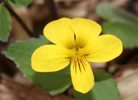 viola_orientalis_(flower)