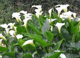 water-arum-calla-palustris_2-600x600