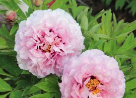 waucedah-princess-5
