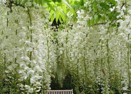 white+hanging+garden
