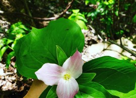 white-trillium-turns-pink