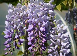 wisteria-prolific-flowers