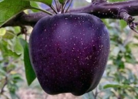 yablonya-chernyj-brilliant-almaz