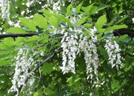 yellowwood