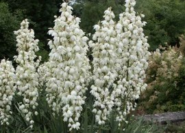 yucca-filamentosa-perennials-wildflowers__26957.1600444200